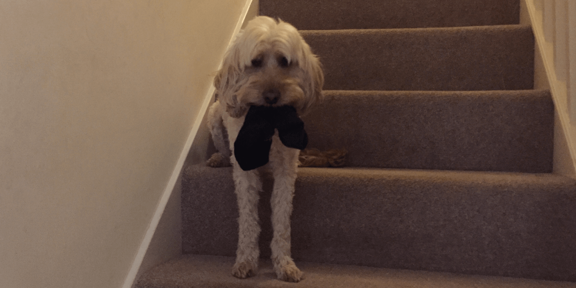 Bailey on the stairs